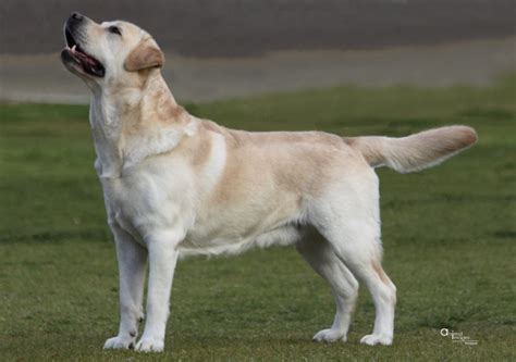 burberry kennels|Burberry Labradors.